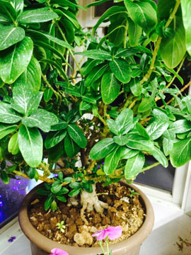 アップル美容室